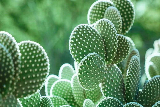 CACTUS : Une couleur, des possibilités infinies