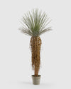 YUCCA artificielle MIMI CDM Paris