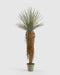 YUCCA artificielle MIMI CDM Paris