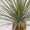 YUCCA artificielle MIMI CDM Paris