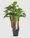 FILODENDRON artificiel H120cm CDM PARIS